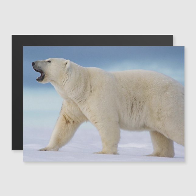 Polar Bear Magnetic Card (Front/Back)