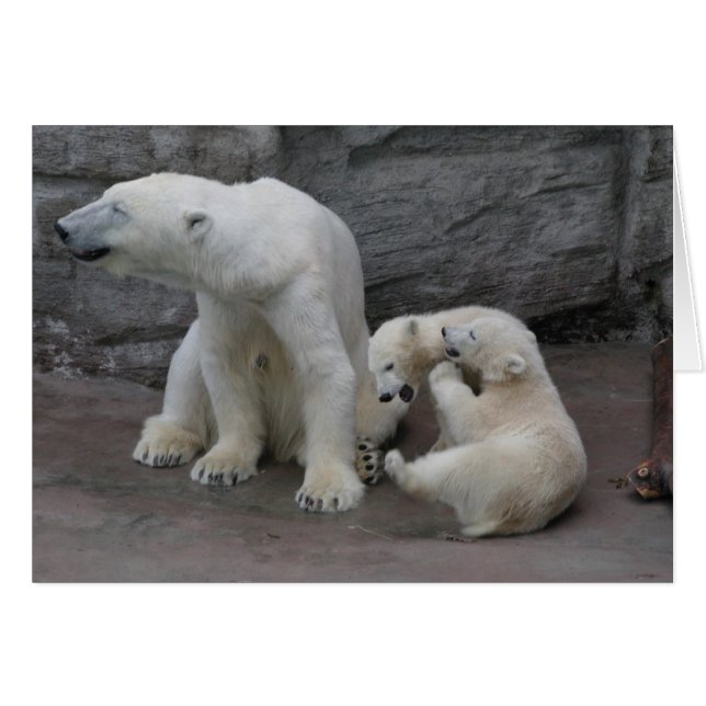 Polar Bear Mom and Cubs (Front Horizontal)