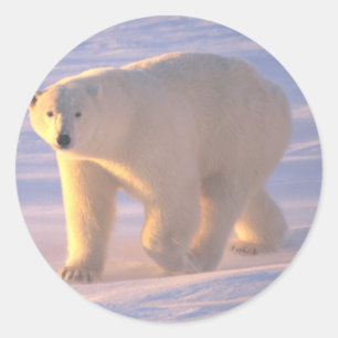 Polar Bear Morn 2 Classic Round Sticker