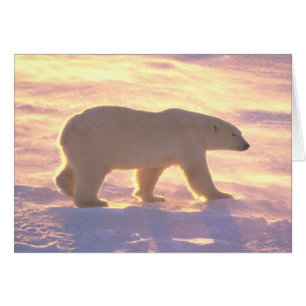 Polar Bear Morn 3 Card