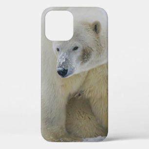 POLAR BEAR MOTHER AND CUB NORTHERN ALASKA iPhone 12 CASE