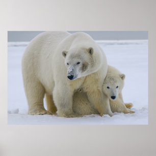 POLAR BEAR MOTHER AND CUB NORTHERN ALASKA POSTER