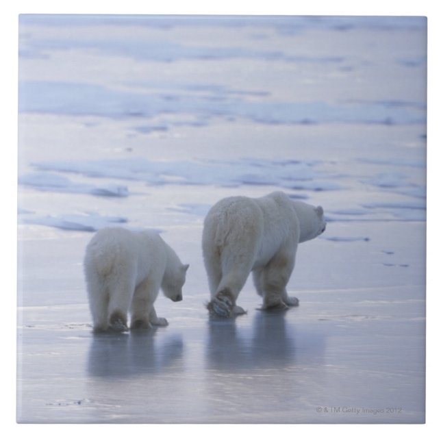 Polar Bear Mother and Cub Tile (Front)