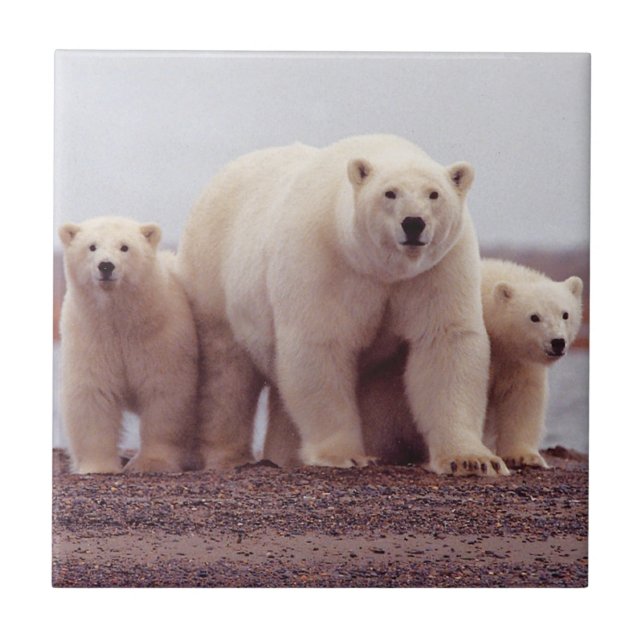 Polar Bear Mother and Cubs Tile (Front)