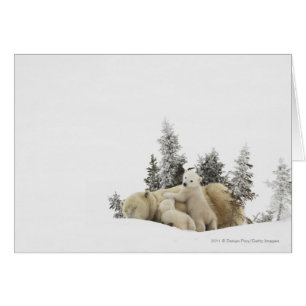 Polar Bear Mother And Her Cubs in Wapusk Park