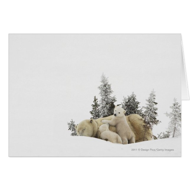 Polar Bear Mother And Her Cubs in Wapusk Park (Front Horizontal)