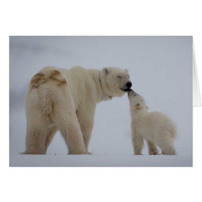 Polar Bear Mother with Cub (Front Horizontal)