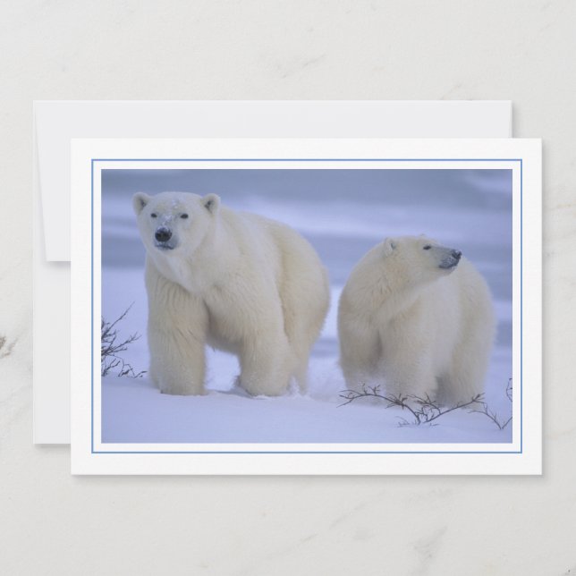 Polar Bear Mother with Cub in Snow Holiday Card (Front)