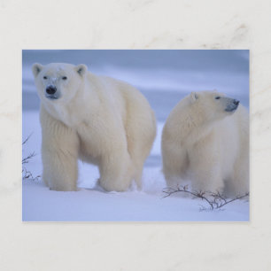 Polar Bear Mother with Cub in Snow Holiday Postcard