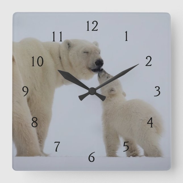 Polar Bear Mother with Cub Square Wall Clock (Front)