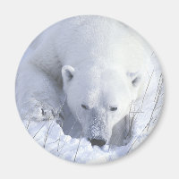 Polar Bear Nap