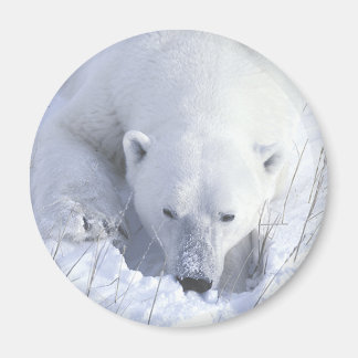 Polar Bear Nap Magnet