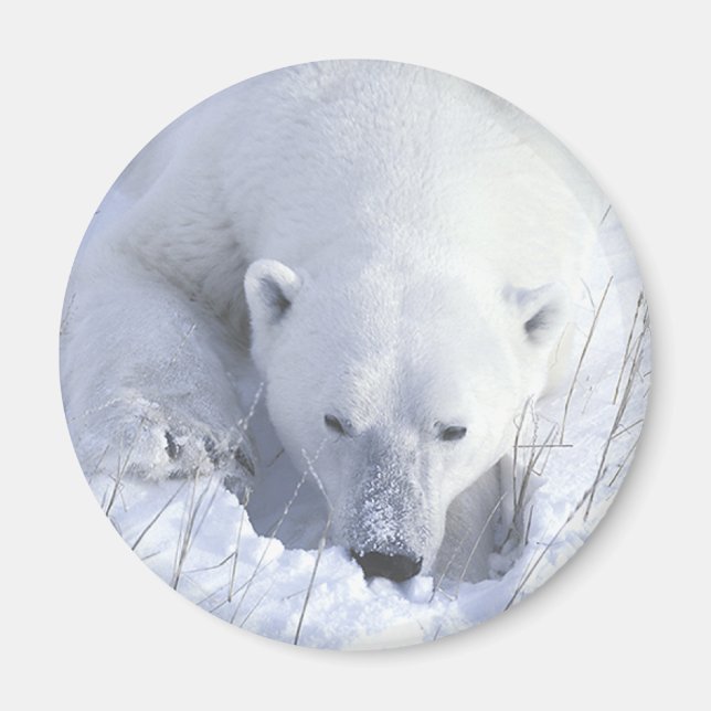 Polar Bear Nap Magnet (Front)