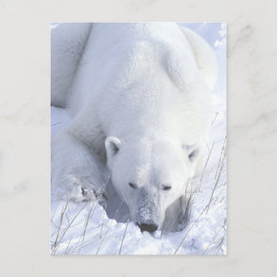 Polar Bear Nap Postcard