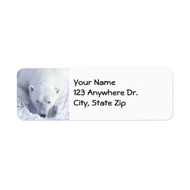 Polar Bear Nap Return Address Label (Front)