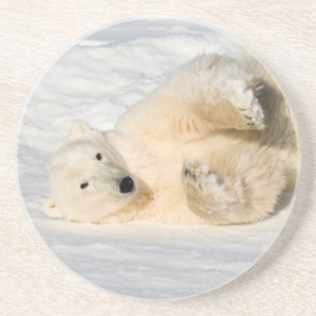 Polar Bear near Hudson Bay Coaster (Front)
