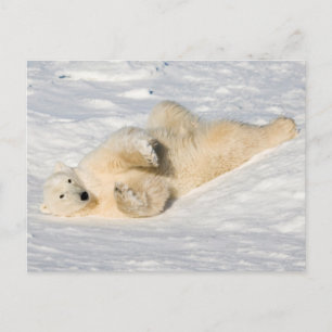 Polar Bear near Hudson Bay Postcard