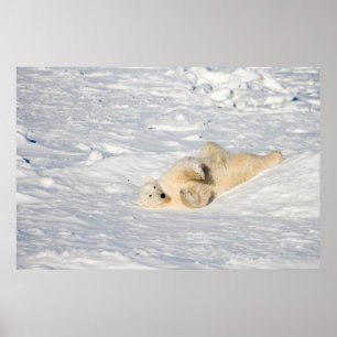Polar Bear near Hudson Bay Poster