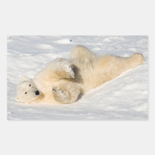 Polar Bear near Hudson Bay Rectangular Sticker