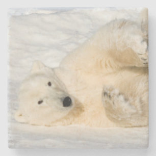 Polar Bear near Hudson Bay Stone Coaster