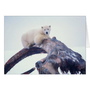 Polar bear on top of a bowhead whale jaw bone,