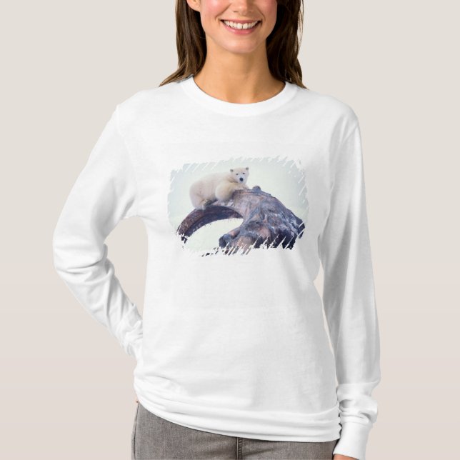Polar bear on top of a bowhead whale jaw bone, (Front)