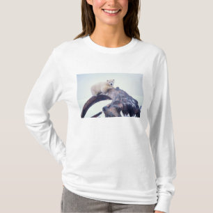 Polar bear on top of a bowhead whale jaw bone,