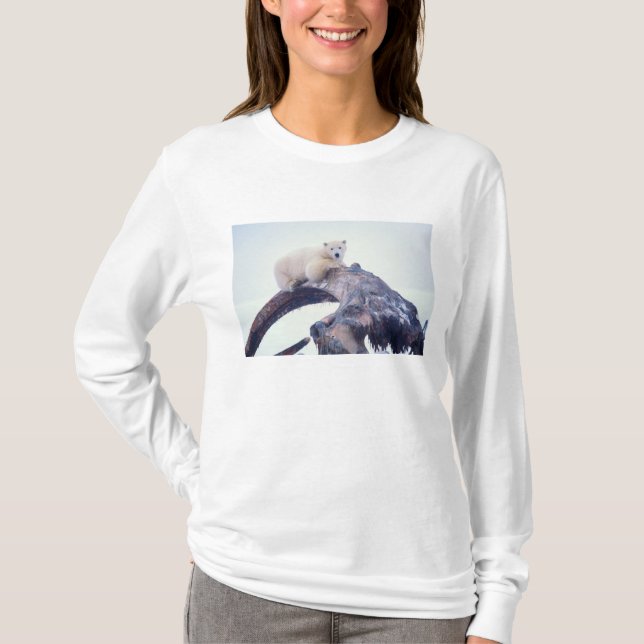 Polar bear on top of a bowhead whale jaw bone, (Front)