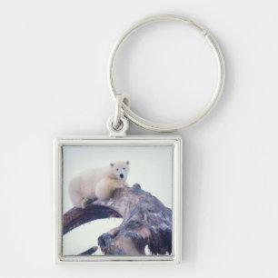 Polar bear on top of a bowhead whale jaw bone, key ring