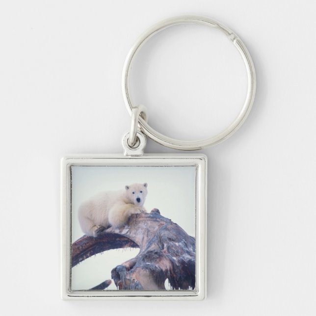 Polar bear on top of a bowhead whale jaw bone, key ring (Front)