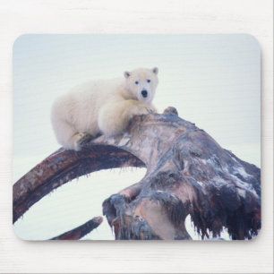 Polar bear on top of a bowhead whale jaw bone, mouse pad