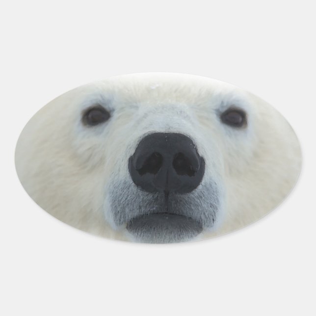 Polar Bear Oval Sticker (Front)