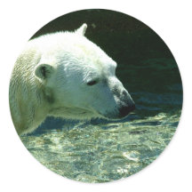 Polar Bear Photo