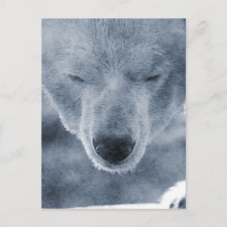 Polar Bear Portrait Postcard