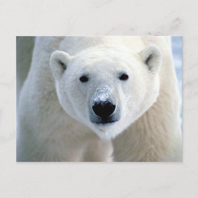 polar bear postcard (Front)