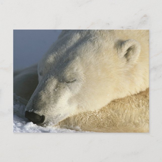 Polar Bear Postcard (Front)