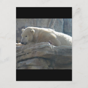 Polar Bear Postcard
