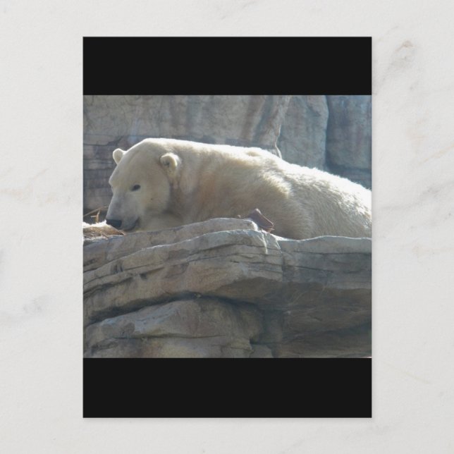 Polar Bear Postcard (Front)