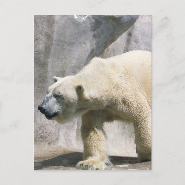 Polar Bear  Postcard (Front)