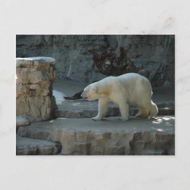 Polar Bear Postcard (Front)