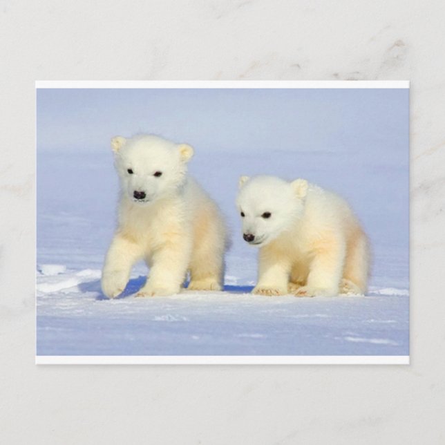 Polar Bear postcard (Front)