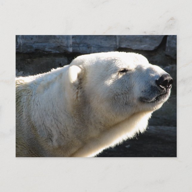 Polar Bear Postcard (Front)