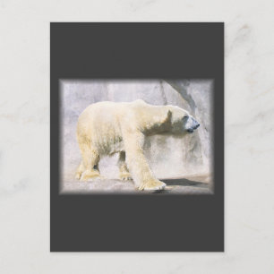polar bear postcard