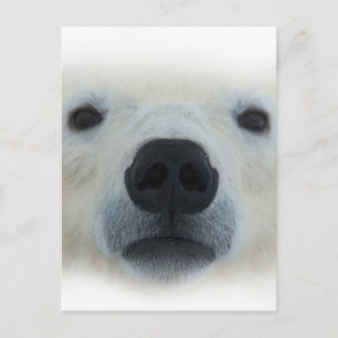 Polar Bear Postcard