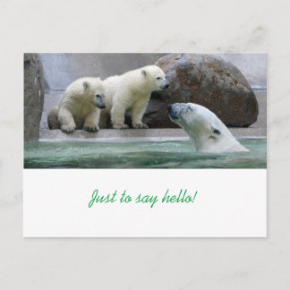 Polar Bear Postcard
