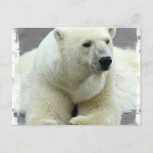 Polar Bear Postcard