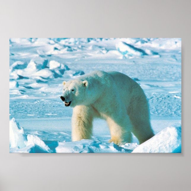 Polar Bear Poster (Front)