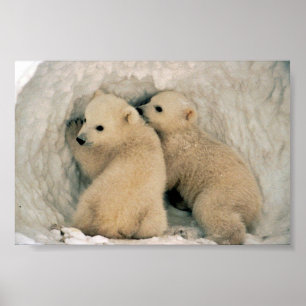 Polar Bear Poster