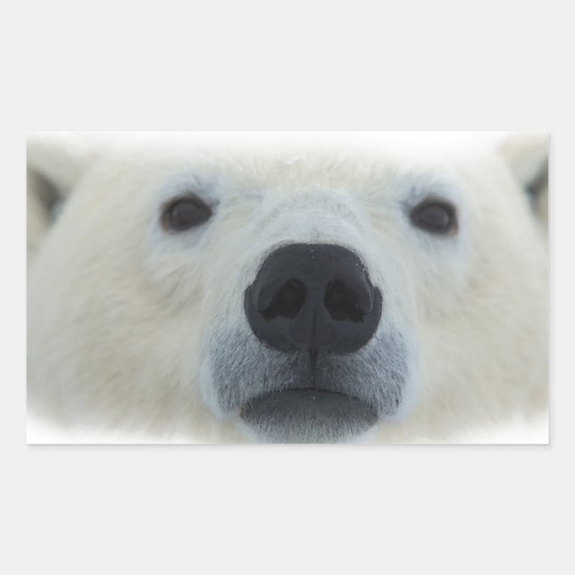 Polar Bear Rectangular Sticker (Front)