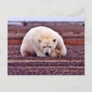 Polar Bear Resting but Alert Postcard